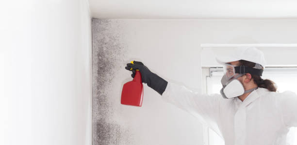 Professional Mold Removal in Crafton, PA