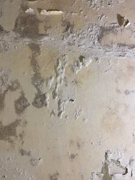 Best Commercial Mold Removal  in Crafton, PA