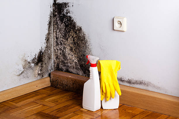 Best Black Mold Removal  in Crafton, PA