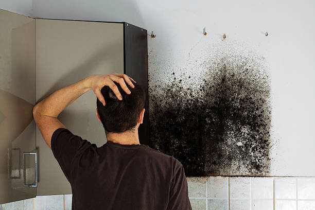Best Certified Mold Removal  in Crafton, PA