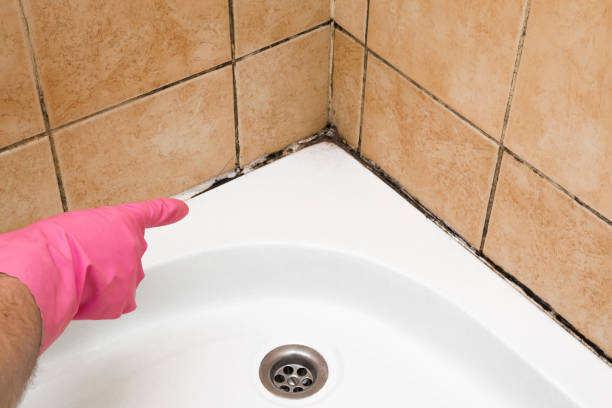 Office Mold Removal Services in Crafton, PA