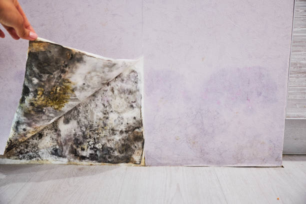 Best Office Mold Removal Services  in Crafton, PA